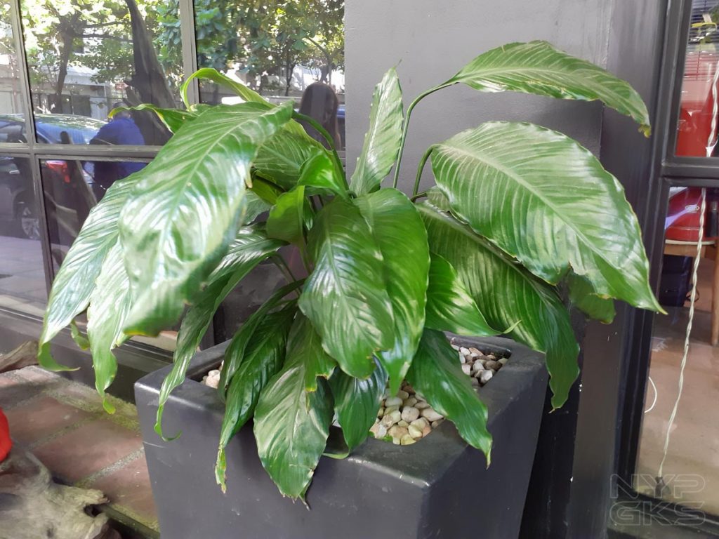 Samsung-Galaxy-M20-camera-samples