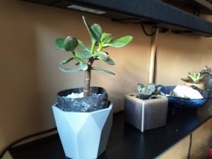 Honor 8C camera samples