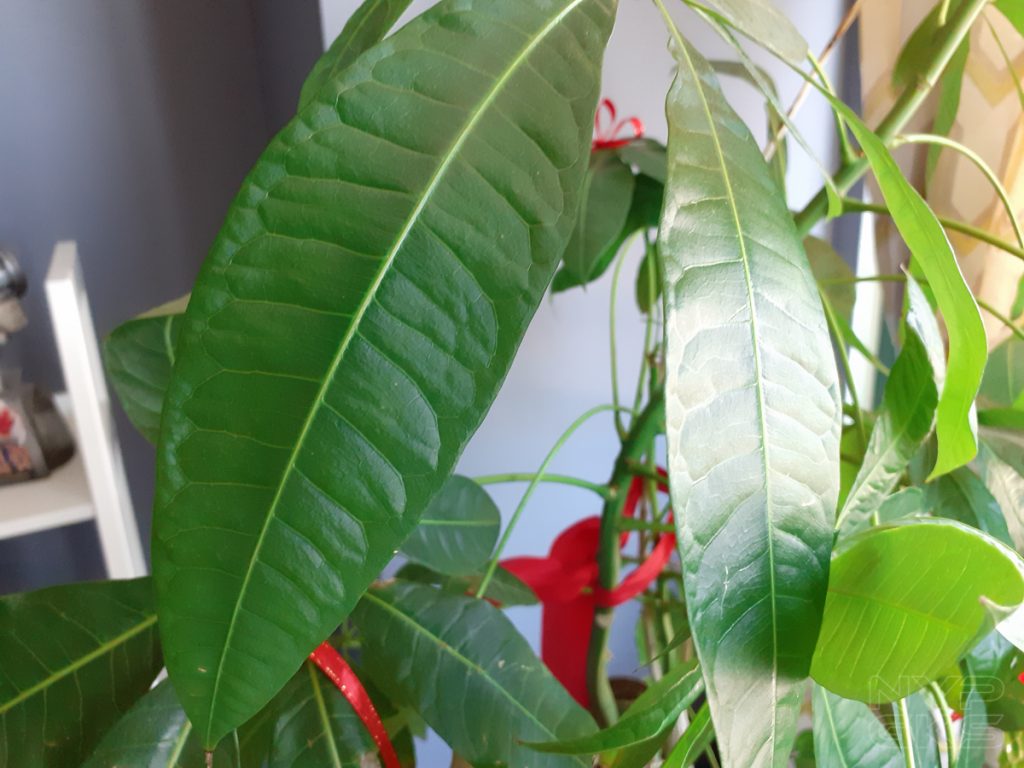 Samsung-Galaxy-M20-camera-samples-5798