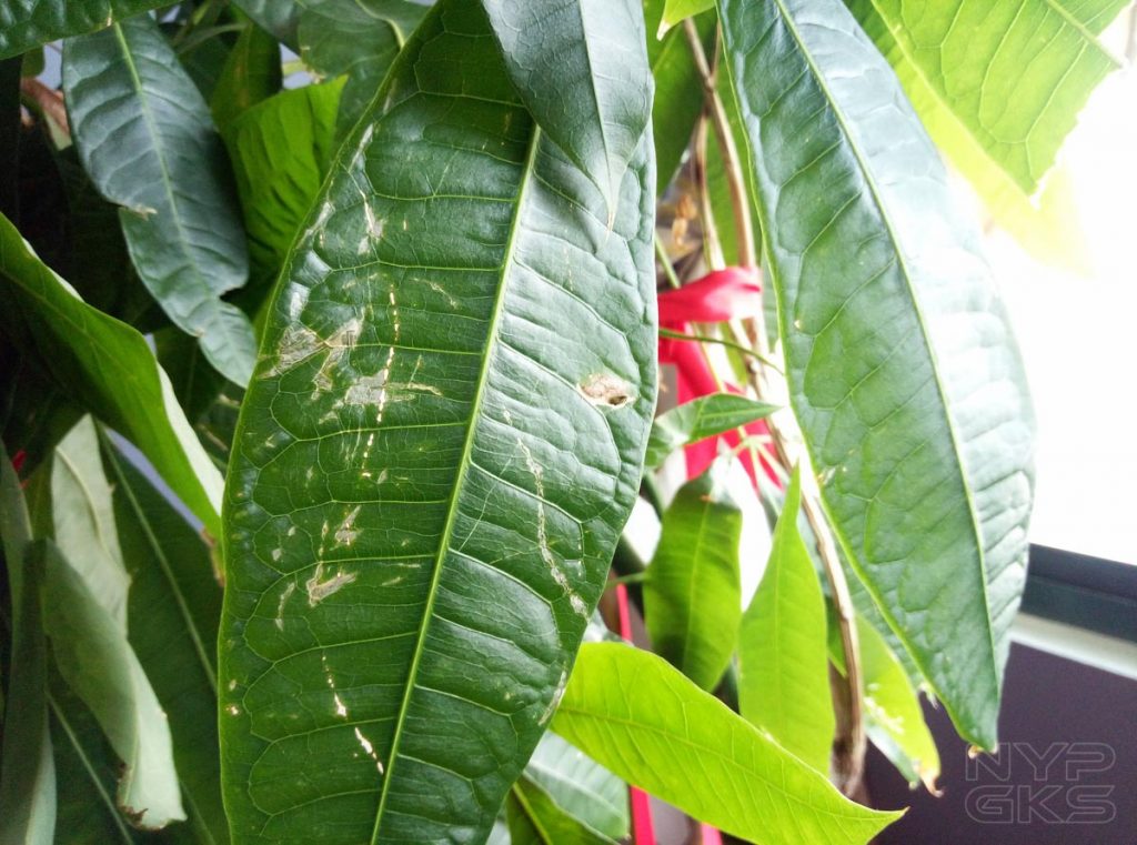 Cherry-Mobile-Flare-Y7-LTE-camera-samples-5354