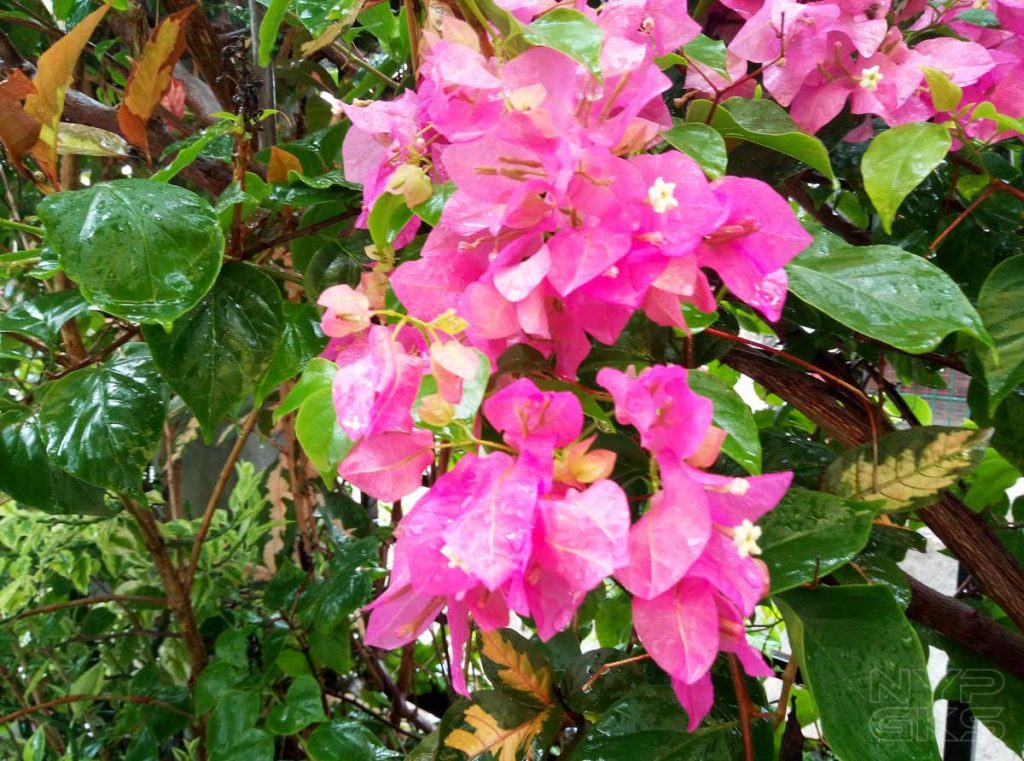 Cherry-Mobile-Flare-Y7-LTE-camera-samples-5361