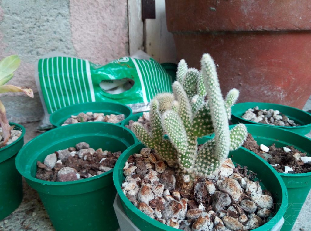 Cherry-Mobile-Flare-Y7-LTE-camera-samples-5363