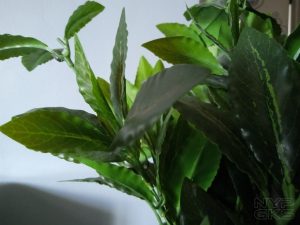 Realme-C2-camera-samples-5799