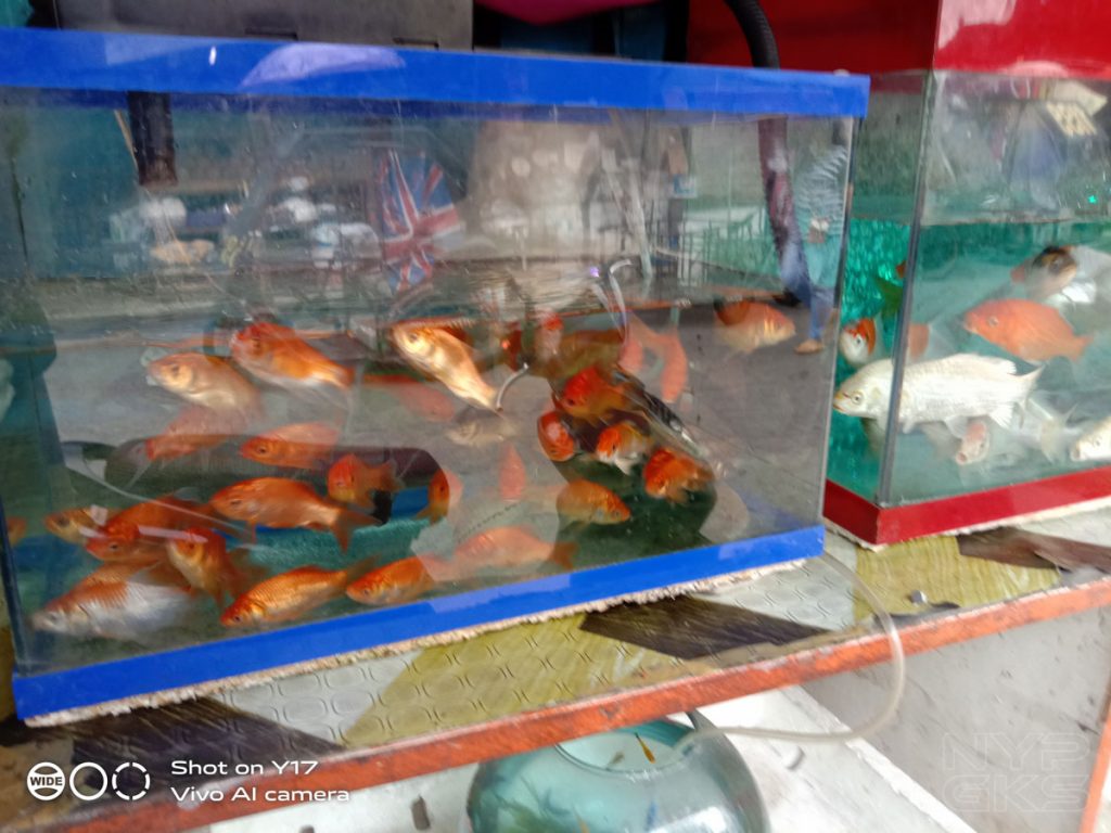 Vivo-Y17-camera-samples-5500