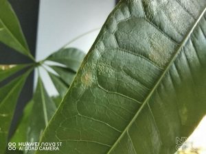 Huawei-Nova-5T-macro-5473