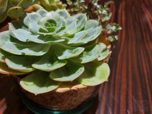 Samsung-Galaxy-Note-10-camera-samples-5463