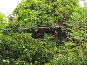 Xiaomi-Mi-9T-telephoto-samples-5459