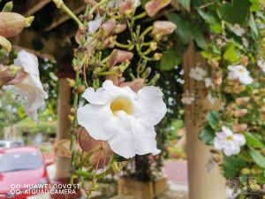 Huawei-Nova-5T-Review-Camera-5818
