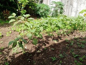 Huawei-Y6s-Camera-Samples004