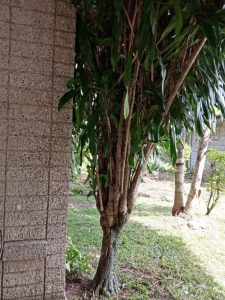 Huawei-Y6s-Camera-Samples06