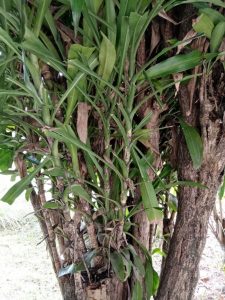 Huawei-Y6s-Camera-Samples07