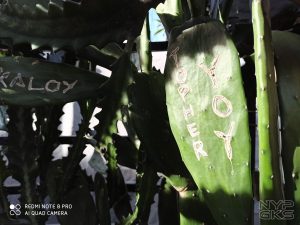 Xiaomi-Redmi-Note-8-Pro-camera-noypigeeks-5923