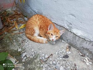 Xiaomi-Redmi-Note-8-Pro-camera-noypigeeks-5924