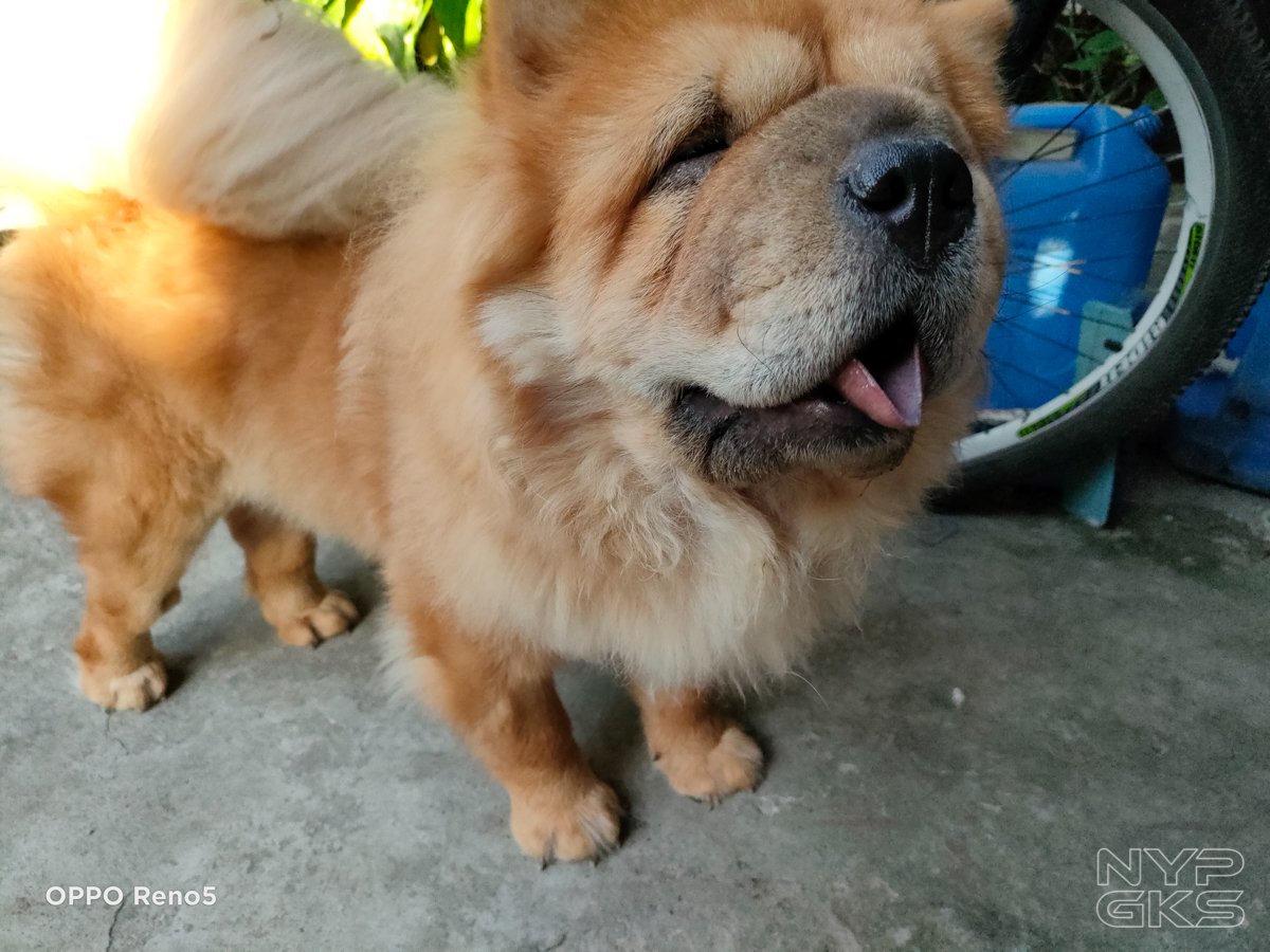 OPPO-Reno-5-4G-Camera-Samples-NoypiGeeks-5725