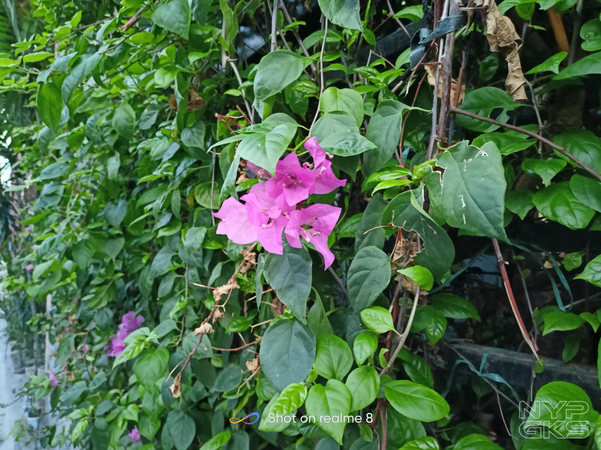 Realme-8-camera-samples-NoypiGeeks-5710