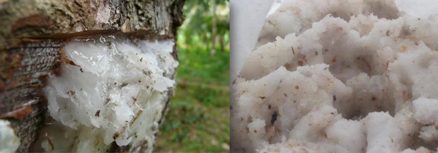son-pinoy-farmer-created-eco-friendly-sealant-pili-tree-waste-noypigeeks-5218