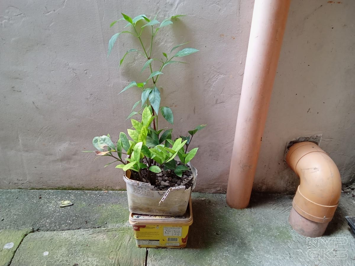 Realme-Pad-Camera-Samples-NoypiGeeks-5124
