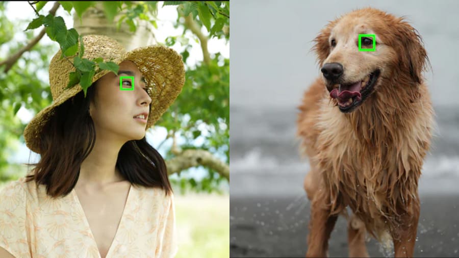 Sony-Alpha-7-IV-Eye-Pet-AF-NoypiGeeks