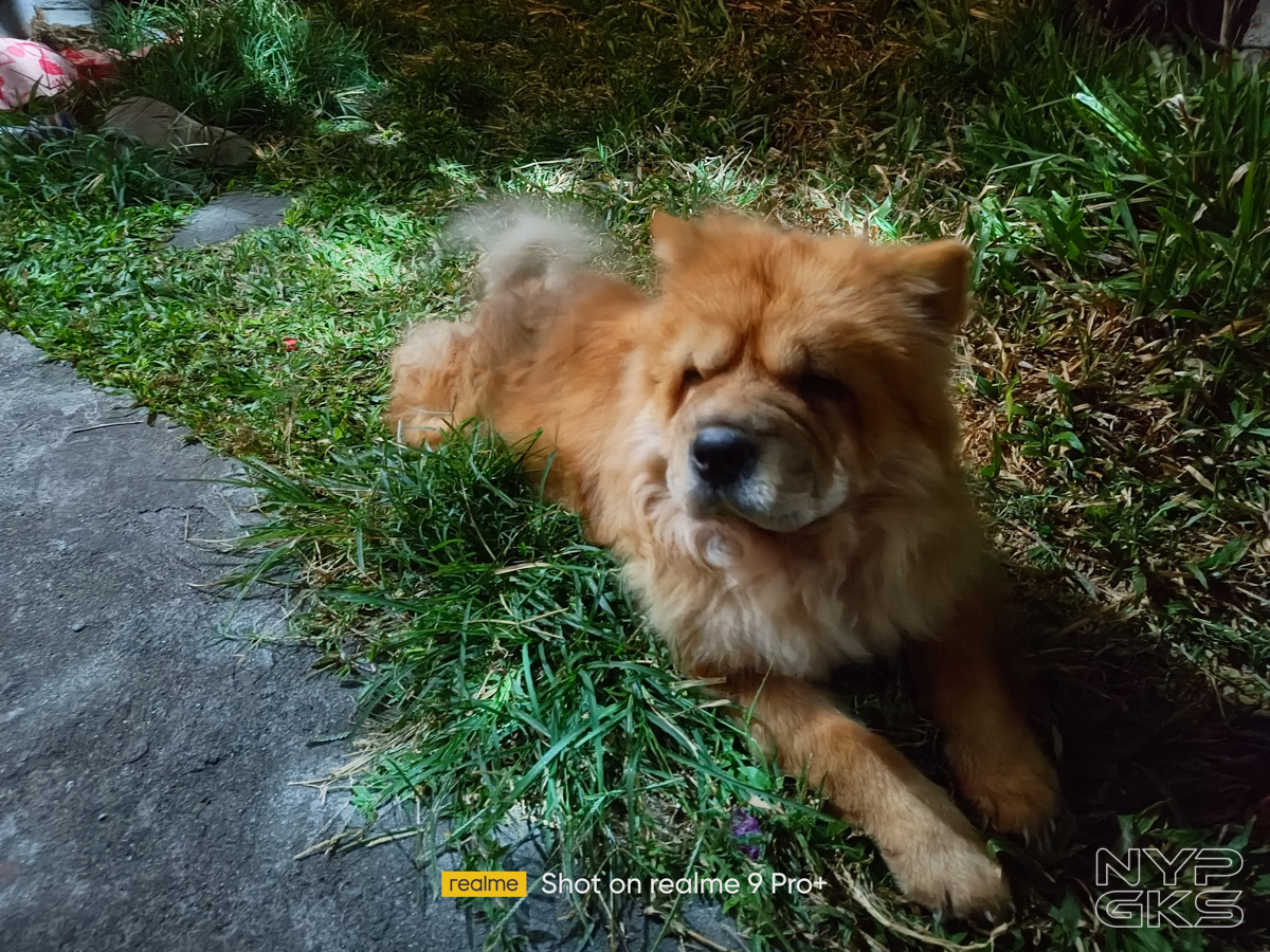 Realme-9-Pro-Plus-Camera-Review-NoypiGeeks-5833