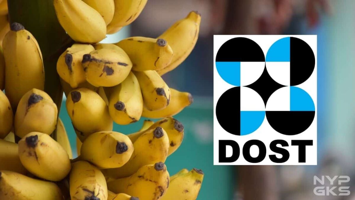 DOST-Banana-Processing-Technology-Farmers