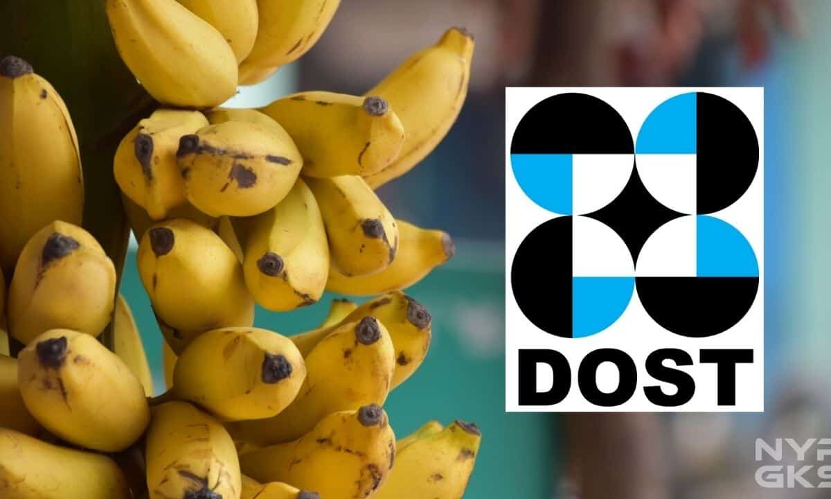 DOST-Banana-Processing-Technology-Farmers