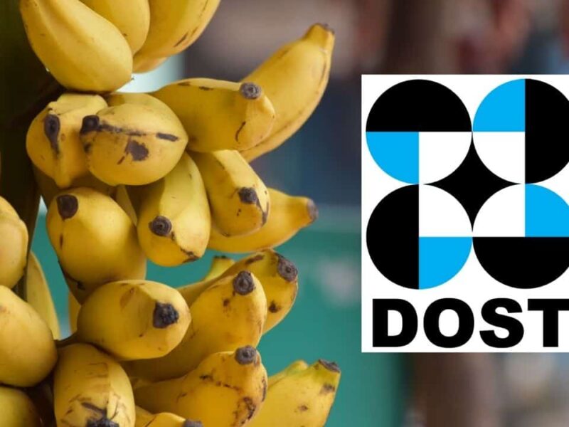 DOST-Banana-Processing-Technology-Farmers