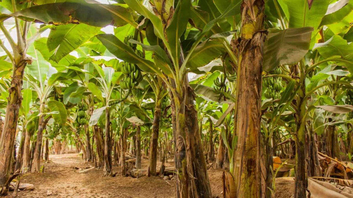 Filipino-Science-Institute-developing-plant-disease-detecting-robot