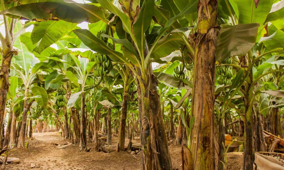 Filipino-Science-Institute-developing-plant-disease-detecting-robot