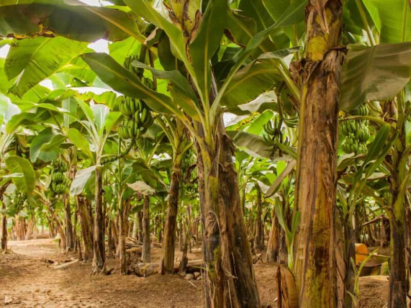 Filipino-Science-Institute-developing-plant-disease-detecting-robot