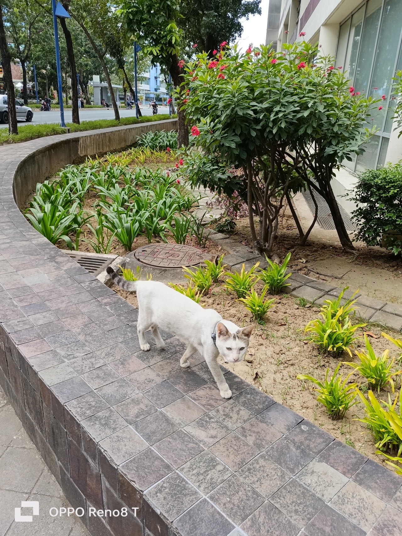 OPPO-Reno-8-T-4G-camera-samples-5641