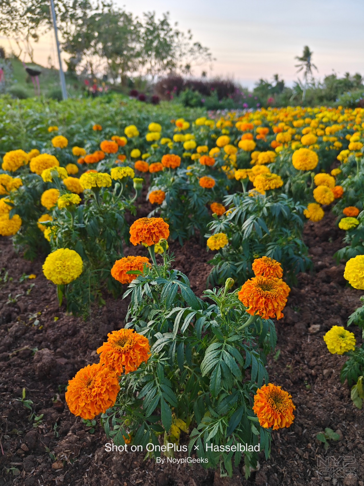 OnePlus-11-camera-sample-59231