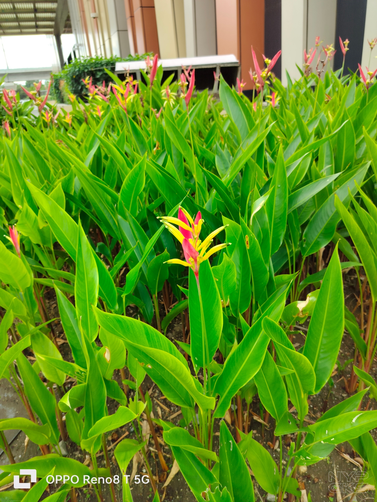 OPPO-Reno-8-T-5G-Camera-Samples-5936