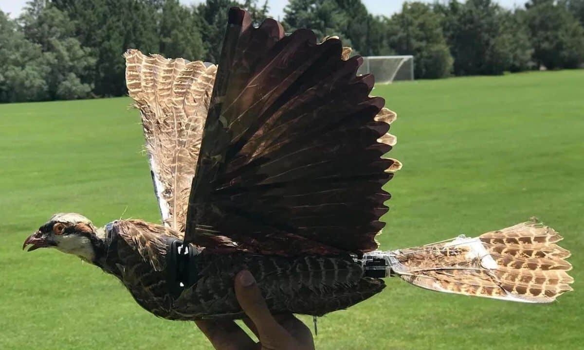 Dead-birds-spy-drones