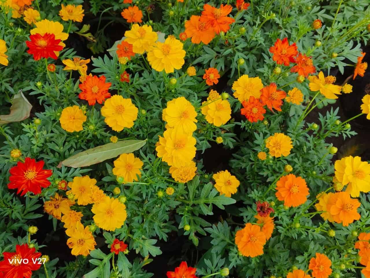 Flores-de-Mayo-vivo-V27-series-5374