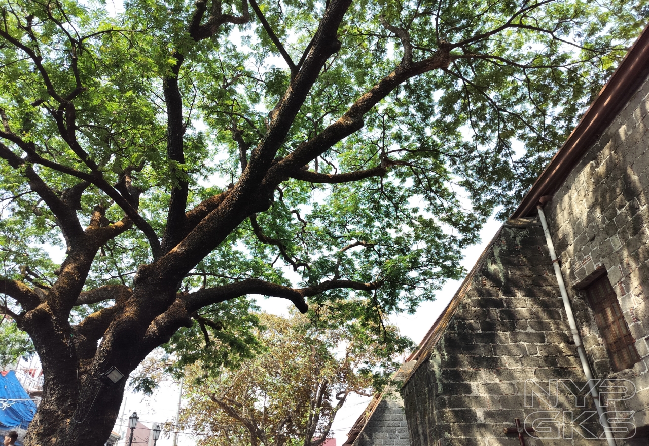 OnePlus-Nord-CE-3-Lite-Camera-Samples-5384