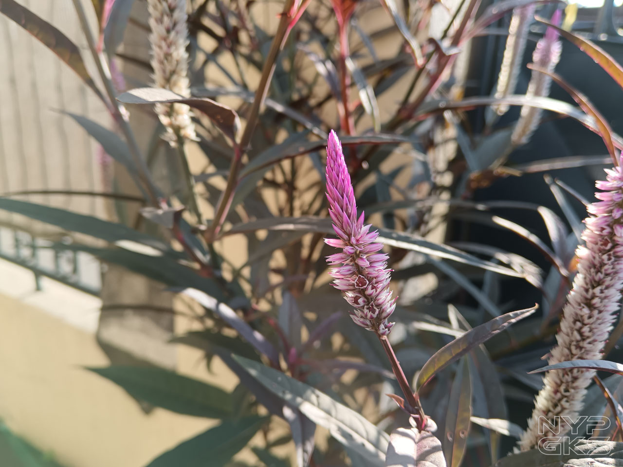 HONOR-90-Lite-Camera-Samples-5953