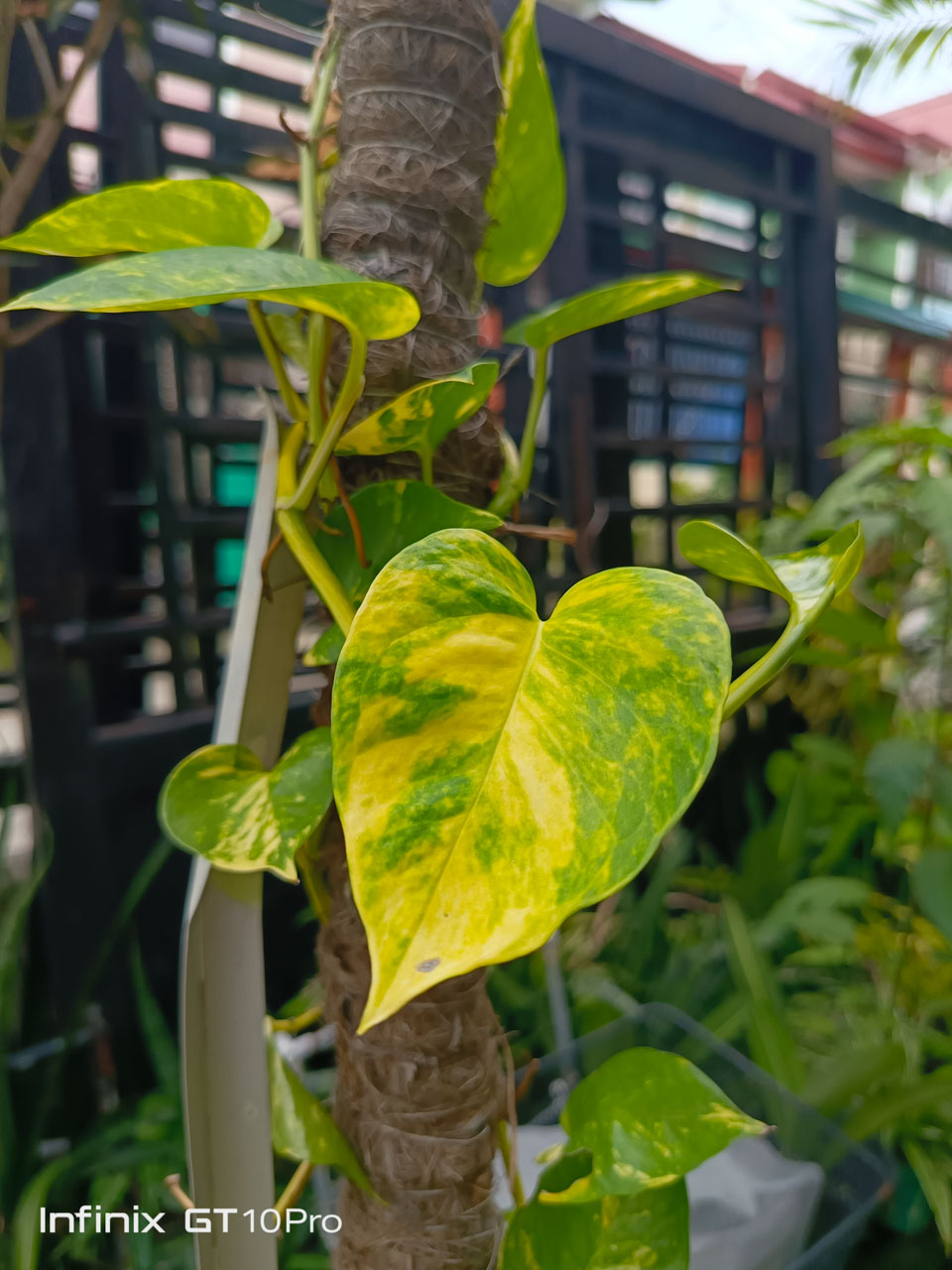Infinix-GT-10-Pro-Camera-Samples-5995
