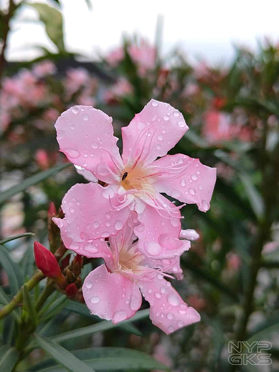 OPPO-Reno10-Series-5G-Macro-Shot