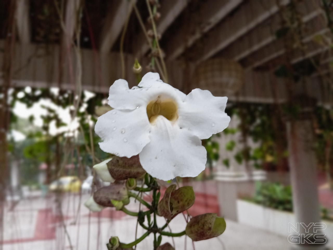 Redmi-12-Camera-Samples-5998