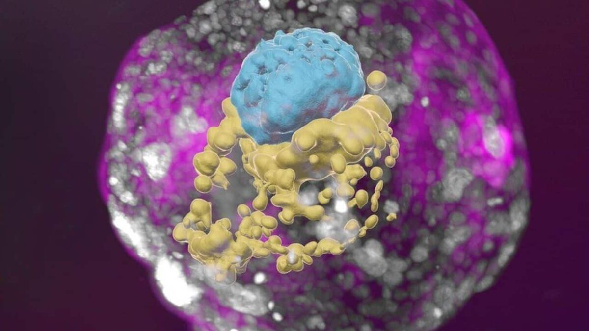 Scientists-Human-Embryo-Model