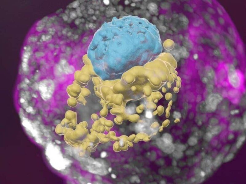 Scientists-Human-Embryo-Model