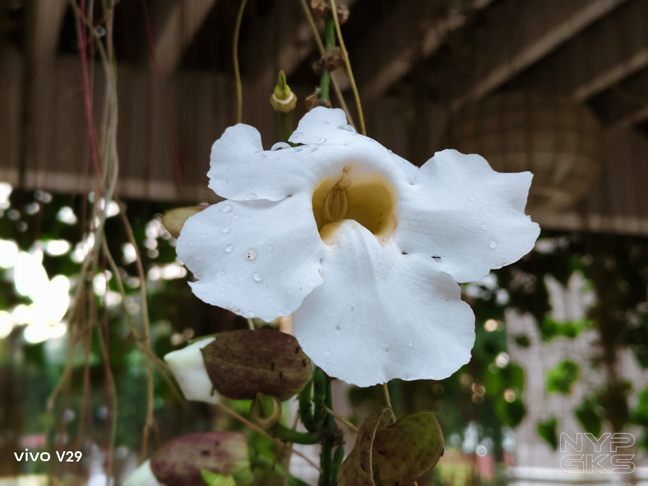 vivo-V29-5G-Camera-Samples-6025