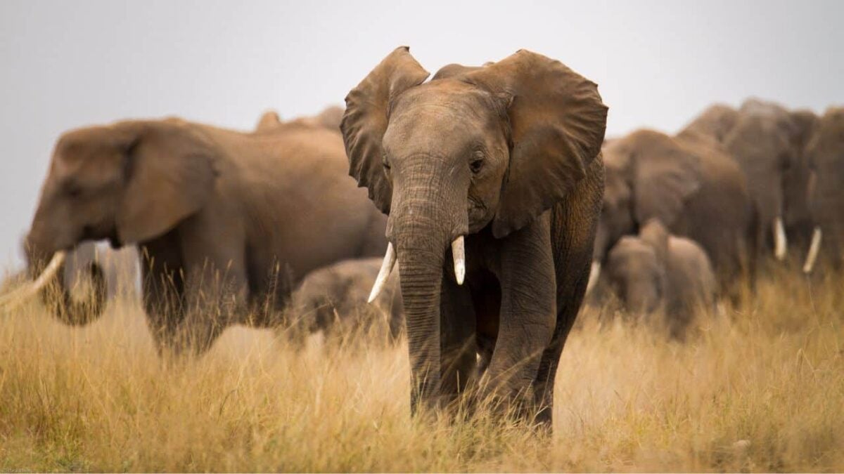 Elephants-4782