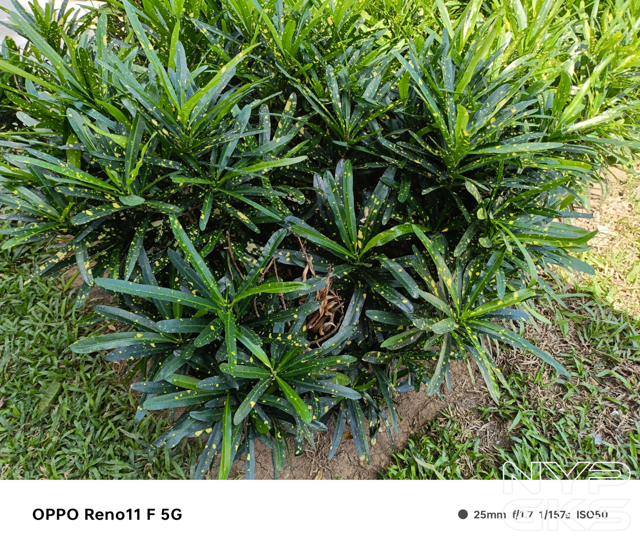 OPPO-Reno11-F-Camera-Samples-5995