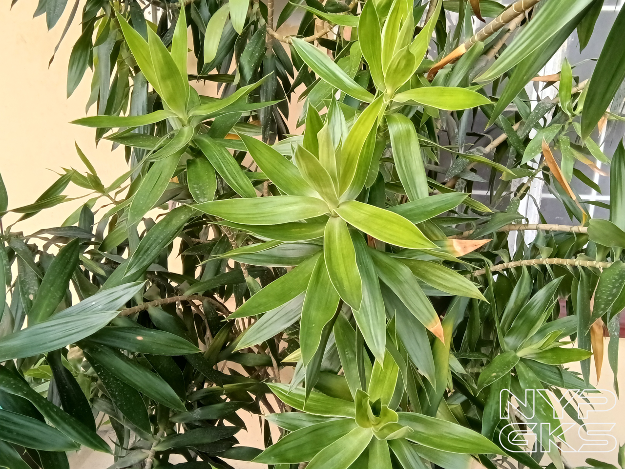 OPPO-Pad-Neo-Camera-Samples-5715