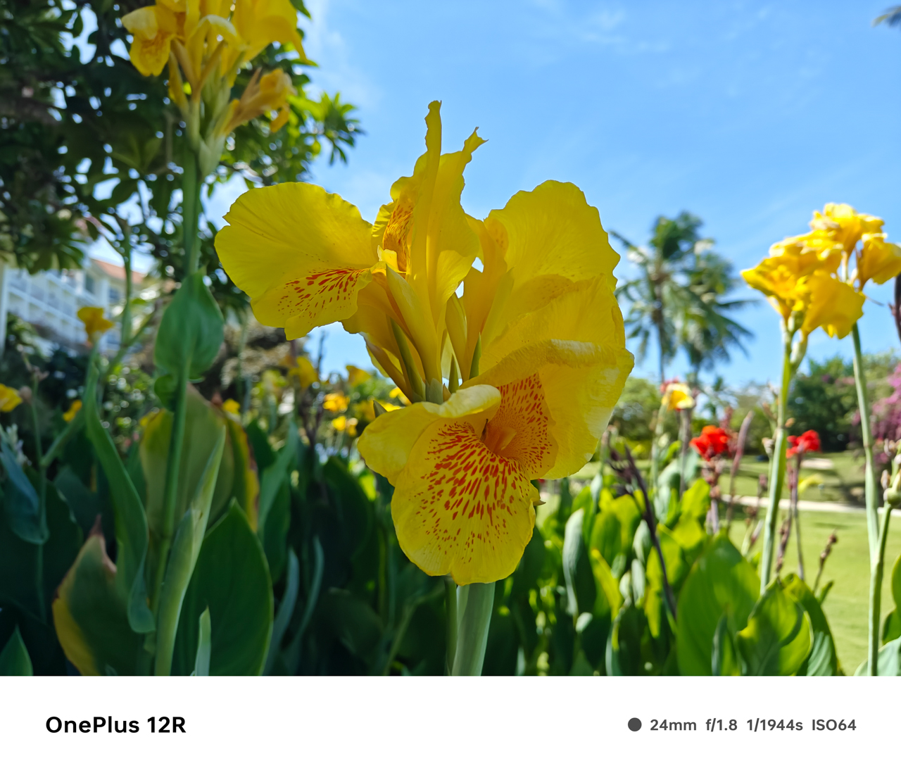 OnePlus-12R-Camera-Samples-5718