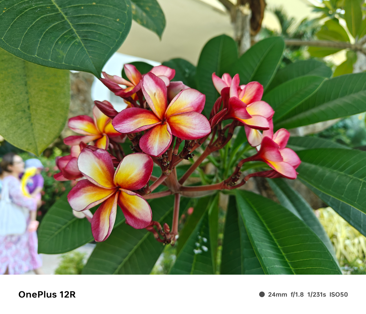 OnePlus-12R-Camera-Samples-5719
