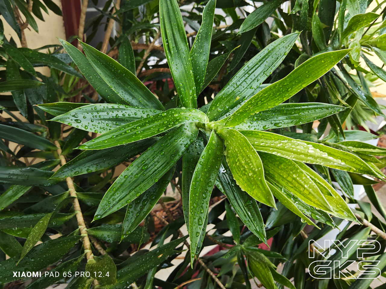 Xiaomi-Pad-6S-Pro-Camera-Samples-5315