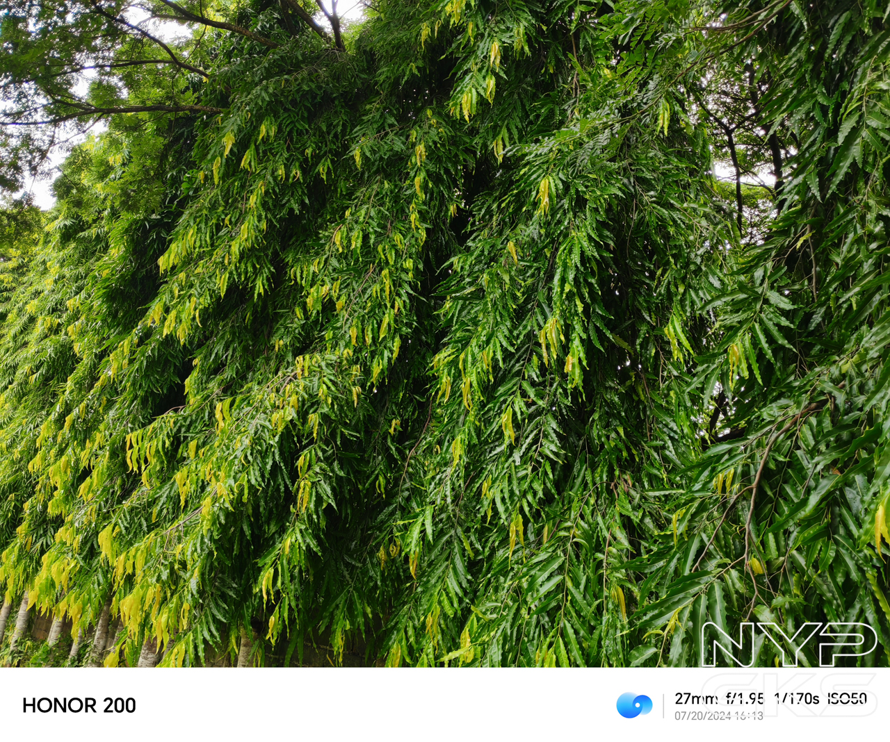 HONOR-200-Camera-Samples-5155