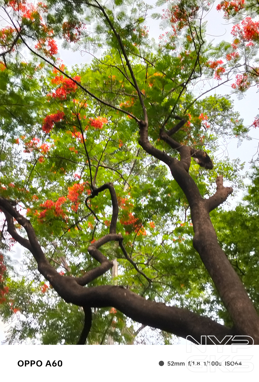 OPPO-A60-2x-Portrait-5822